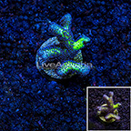 USA Cultured Bird of Paradise Birdsnest Coral (click for more detail)