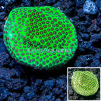 USA Cultured Jolly Green Giant Porites Frag (click for more detail)