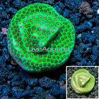 USA Cultured Jolly Green Giant Porites Frag (click for more detail)