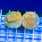 LiveAquaria® Two Pack Cultured Ultra Chalice Coral (click for more detail)