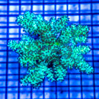 Pineapple Tree Coral Indonesia (click for more detail)