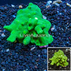 Porites Coral Fiji (click for more detail)