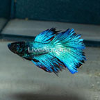 Halfmoon Betta (click for more detail)