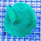 Rhodactis Mushroom Rock Indonesia (click for more detail)
