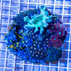 Zoanthus Coral Indonesia (click for more detail)