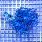 Xenia Coral Vietnam (click for more detail)