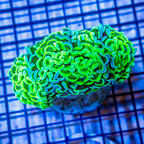 Hammer Coral Indonesia (click for more detail)