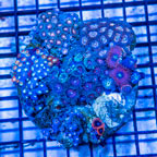 Zoanthus Coral Indonesia (click for more detail)