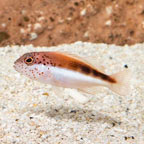 Freckled Hawkfish  (click for more detail)