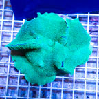 Rhodactis Mushroom Rock Indonesia (click for more detail)