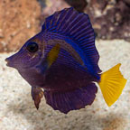 Purple Tang [Blemish] (click for more detail)