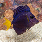 Purple Tang [Blemish] (click for more detail)