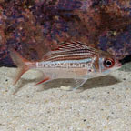 Dusky Squirrelfish  (click for more detail)