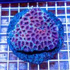 Favia Coral Indonesia (click for more detail)
