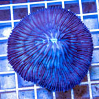 Short Tentacle Plate Coral Australia (click for more detail)