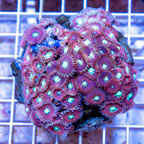 Zoanthus Coral Indonesia (click for more detail)