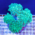 Frogspawn Coral Indonesia (click for more detail)