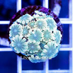USA Cultured Alveopora Coral (click for more detail)