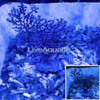 Blueberry Sea Fan EXPERT ONLY (click for more detail)