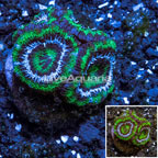 USA Cultured Acan Lord Coral (click for more detail)