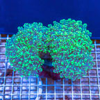 Frogspawn Coral Indonesia (click for more detail)