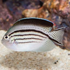 Lamarck Angelfish (click for more detail)