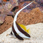 Heniochus Black and White Butterflyfish (click for more detail)