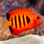 Flame Angelfish (click for more detail)