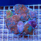 Rhodactis Mushroom Rock Indonesia (click for more detail)