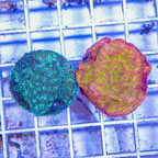 LiveAquaria® Two Pack Cultured Leptoseris Coral (click for more detail)