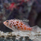 Spotted Pixie Hawkfish (click for more detail)