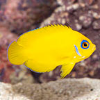 Lemon Peel Angelfish (click for more detail)