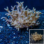 Sinularia Leather Coral Fiji (click for more detail)