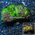 Zoanthus Coral Vietnam (click for more detail)