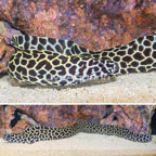 Tessalata Eel (click for more detail)