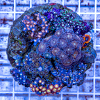 Zoanthus Coral Indonesia (click for more detail)