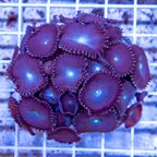 Protopalythoa Coral Indonesia (click for more detail)