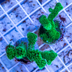 LiveAquaria® Two Pack Cultured Stylophora Coral (click for more detail)