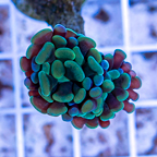 LiveAquaria® Cultured Hammer Coral (click for more detail)