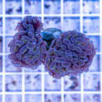 LiveAquaria® Cultured Hammer Coral (click for more detail)