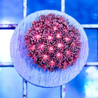 USA Cultured Pink Goniopora Coral (click for more detail)