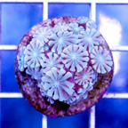 USA Cultured Alveopora Coral (click for more detail)