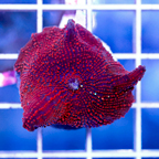 USA Cultured Actinodiscus Coral (click for more detail)