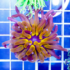 USA Cultured Torch Coral (click for more detail)