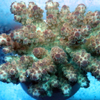 Acropora Coral Fiji (click for more detail)