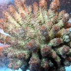 Acropora Coral Fiji (click for more detail)