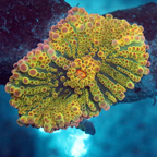 Ricordea Mushroom Coral (click for more detail)