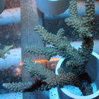 Acropora Coral Fiji (click for more detail)