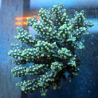 Acropora Coral Fiji (click for more detail)