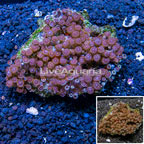 Zoanthus Coral Vietnam (click for more detail)